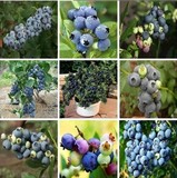 蓝莓树苗当年结果 盆栽果树苗 蓝莓苗南方北方品种庭院 四季常青