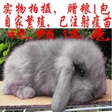 极品纯种荷兰垂耳兔宝宝 宠物兔 兔子兔兔包发货风险已打疫苗