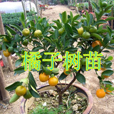 盆栽果树苗当年结果金桔树苗盆栽橘子树苗砂糖桔子苗三年以上带果