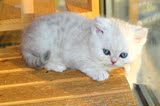 家养纯种银渐层英国短毛猫折耳猫英短宠物猫咪高品质银渐层折耳立