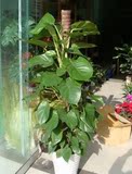 大绿萝（含塑料盆）-净化空气大型室内盆栽花卉－绿色观叶植物