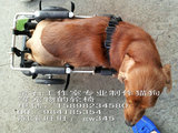 狗轮椅 残疾 瘫痪宠物代步车 后腿用狗轮椅cm-05A