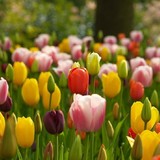 荷兰进口郁金香种球 郁金香种子 可水培 观花植物 盆栽花卉