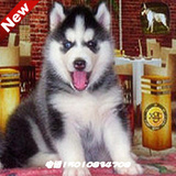 北京纯种哈士奇幼犬 名血统三火蓝眼睛西伯利亚雪橇犬狗狗出售