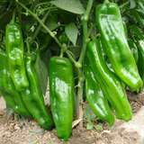 农家自种绿色蔬菜 新鲜青椒 有机蔬菜 青椒 辣椒 5斤包邮
