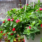 室内盆栽花卉 牡丹吊兰 多肉盆栽 垂吊植物 吸甲醛净化空气植物