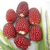 【精品水果玉米】特色草莓玉米种子 可生食玉米 皮薄/汁多/质脆甜