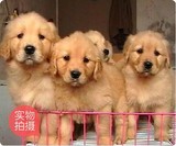 深圳 家养纯种/金毛犬/幼犬/宠物狗出售/导盲犬/寻回犬/限时秒杀