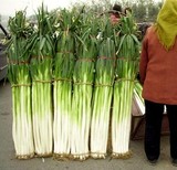 盆栽蔬菜种子 章丘长白条大葱 阳台种菜种子 大葱种子 菜籽