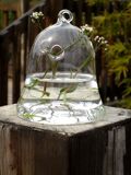 Fandini透明玻璃花瓶创意金钟花瓶可悬挂吊饰花器时尚家居饰品