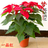 特价出售盆栽花卉 【一品红 】室内观叶植物办公客厅阳台庭院绿植