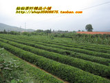 【崂山茶】青岛特产崂山绿茶16年特级露天山地茶浓香耐泡豆香250g