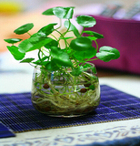 室内绿植 桌面创意小盆栽铜钱草水培植物 办公室内含盆金钱草花卉