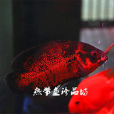 中大小型热带淡水宠物观赏鱼活体批发 黑红地图猪仔鱼2-20厘米