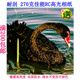 8寸 270克佳能RC 高光相纸 7寸 照片纸 喷墨相纸 佳能打印机用纸