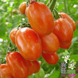 寿光蔬菜种子 红圣女樱桃番茄种子 红珍珠水果西红柿 菜园小番茄