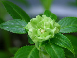 茶花凤仙花种子 中国凤仙 50粒重瓣指甲花种子阳台庭院种植绿植