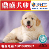 赛级大头金毛犬/幼犬/出售/寻回犬/多只金毛狗狗/可上门选/保健康