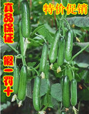 寿光四季蔬菜种子欧亚168高产量优质水果小黄瓜种子阳台庭院盆栽