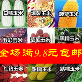 【20粒】玉米种子水果糯玉米种子紫草莓玉米籽菠萝玉米黑白甜五彩