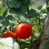 花婆婆 法国进口有机蔬菜种子 美味香甜 樱桃番茄Cherry Tomato