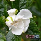 栀子花苗 芳香花卉 牡丹栀子 大小叶栀子 室内花卉盆栽 净化空气