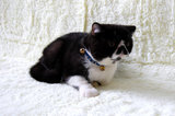 纯种 CFA血统 异国短毛猫 黑白 双色加菲种公 DD 宠物猫 赛级品质