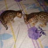 ☆自家繁殖☆ 孟加拉豹猫  家养纯种猫，宠物豹猫