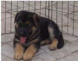 6家养纯种德国牧羊犬幼犬出售 黑背警犬护卫犬 高智商德牧犬f8