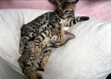 家养出售－孟加拉豹猫等待有缘人,玫瑰花纹，帅气可爱的猫*叁
