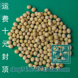 日本纳豆专用：有机/非转基因小粒黄豆(东农690)买黄豆送纳豆菌