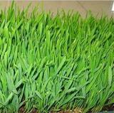 有机绿色小麦种子无土栽培小麦草种子麦芽糖回春水小麦苗榨汁猫草