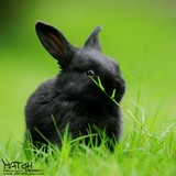 宠物兔 公主兔 小白兔 小黑兔 熊猫兔 兔活体一对包邮