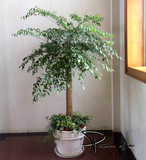 室内大型盆栽 客厅绿色植物 幸福树 幸福树 大盆栽 又叫 富贵树