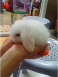 荷兰纯种极品纯色垂耳兔宝宝宠物兔进口品种迷你兔宠物活体