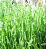 有机小麦草种子 小麦苗 发芽率高  绿色健康 榨小麦草汁