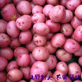 新鲜红皮土豆/马铃薯500g 广东湛江吴川土特产美食小吃农家货食品