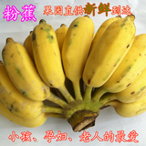 包邮广东新鲜粉蕉纯天然无催熟剂米蕉粉蕉糯米蕉自产自销5斤