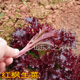 红枫生菜种子/紫生菜种子  黑生菜种子  有机叶菜种子 有机蔬菜