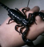 宠物蝎子雨林蝎亚洲假帝王蝎子伸直总长10-13cm左右送食物包风险
