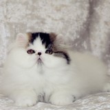 家养出售 CFA赛级加菲猫/异国短毛猫 纯种宠物 银梵色