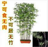 特价出售 庭院绿化植物 高档彩色竹子 紫竹苗 阳台装饰盆栽
