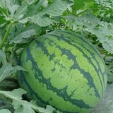 蔬菜水果蔬菜种子新款简单秋季夏季四季春季国产超大甜早熟西瓜