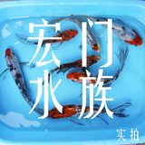 纯种日本锦鲤鱼苗 三色龙凤 金鱼活体 观赏鱼风水鱼 渔场直销批发
