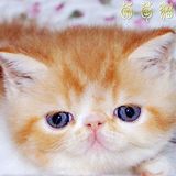 ♥葡萄猫♥高品质CFA红白红虎斑加菲猫纯种猫宠物猫异国短毛猫DD