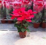 圣诞花盆栽植物 又称一品红圣诞红适合圣诞节日庆典深圳送货