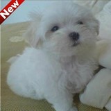 纯种马尔济斯幼犬 家养赛级白色宠物狗狗出售 北京专业繁殖