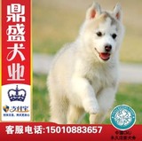 犬舍出售双血统哈士奇幼犬纯种健康灰色哈士奇雪橇犬宠物狗包邮K6