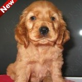 北京出售美系可卡幼犬 宠物狗狗纯种小型犬可送货上门 外地空运发