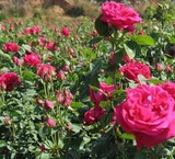 溪园月季玫瑰花苗盆栽小苗 云南八街食用玫瑰 浓香 泡花茶 玫瑰酱